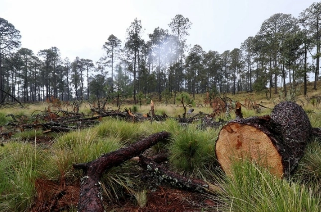 Detienen en flagrancia a dos presuntos talamontes en Milpa Alta