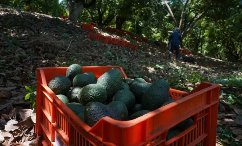 México y Estados Unidos acuerdan un plan para liberar la exportación del aguacate de Michoacán