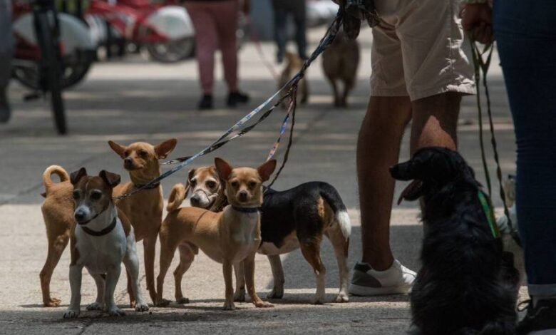 Crea CDMX padrón de paseadores de perros