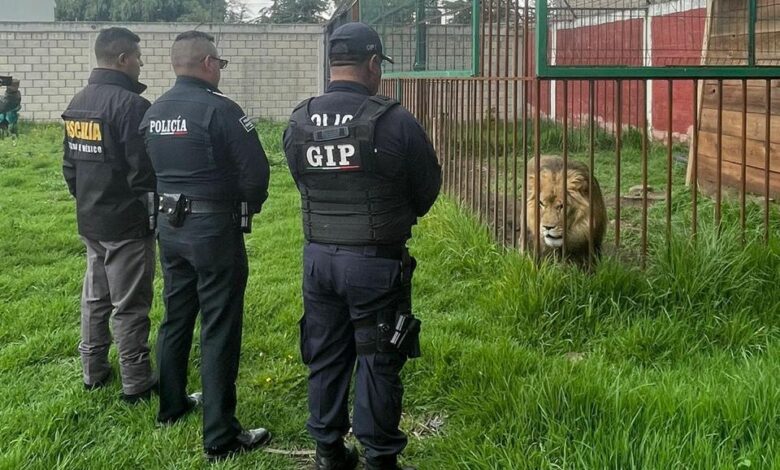 Autoridades del Edomex rescatan a un león, 5 mapaches y 2 perros en Zinacantepec