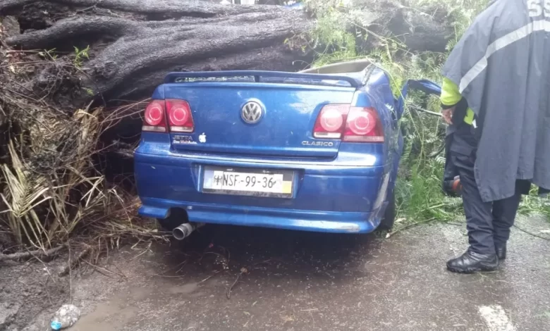 Una madre pierde la vida por caída de árbol en la CdMx; su bebé de un año sale ileso