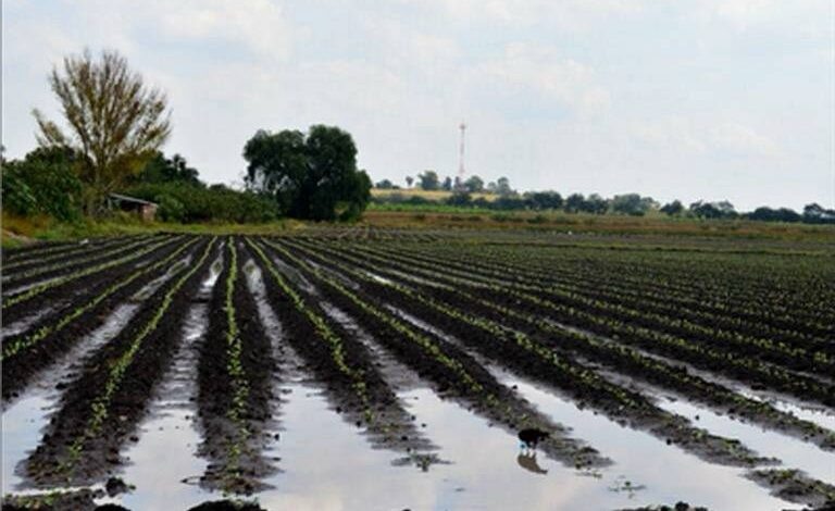 Tecnificación de riego agrícola: el Gobierno de Sheinbaum transformará más de 200,000 hectáreas