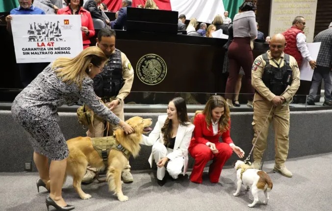 Reforma constitucional en México busca proteger y cuidar a los animales: aprobación en Cámara de Diputados