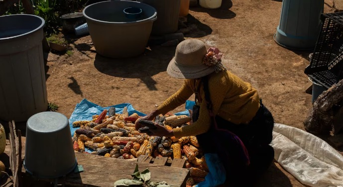 Legisladores de Morena y PT apoyan la defensa del maíz criollo y la soberanía alimentaria de México