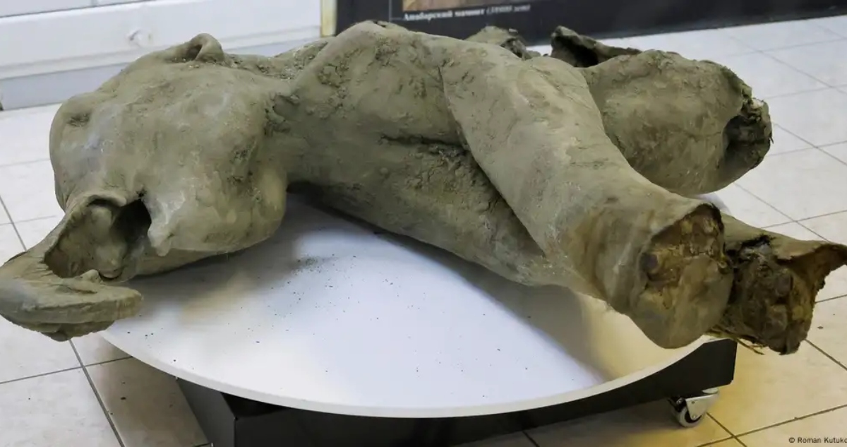 Asombroso hallazgo en Siberia: una cría de mamut de 50,000 años emerge del permafrost