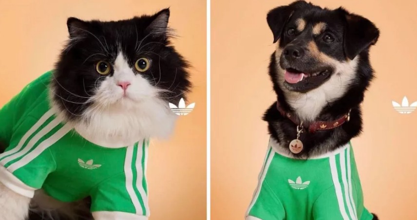 Adidas presenta camisetas, collares y bolsa de transporte para mascotas